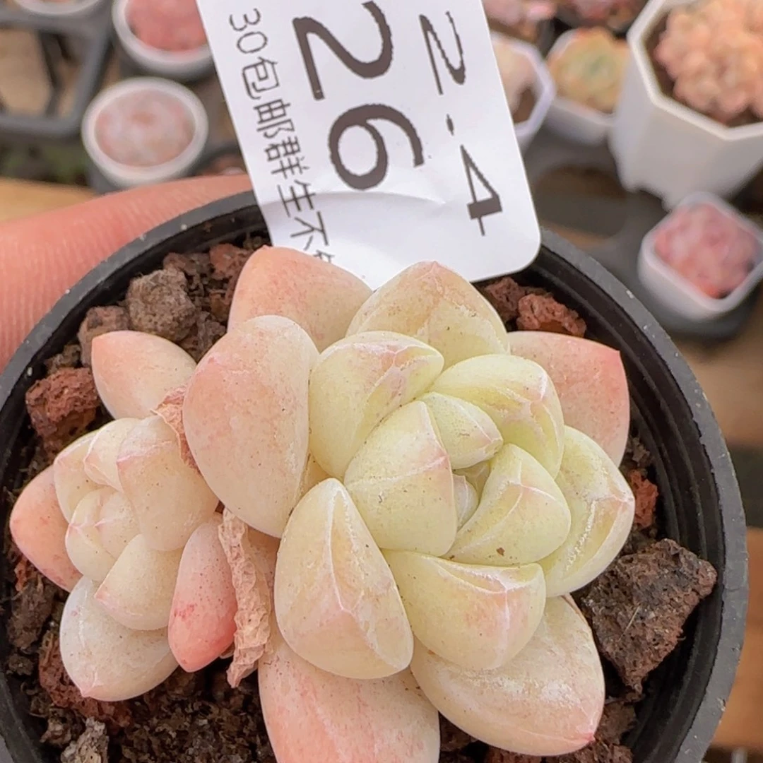 冰玉双头一颗脱土发货