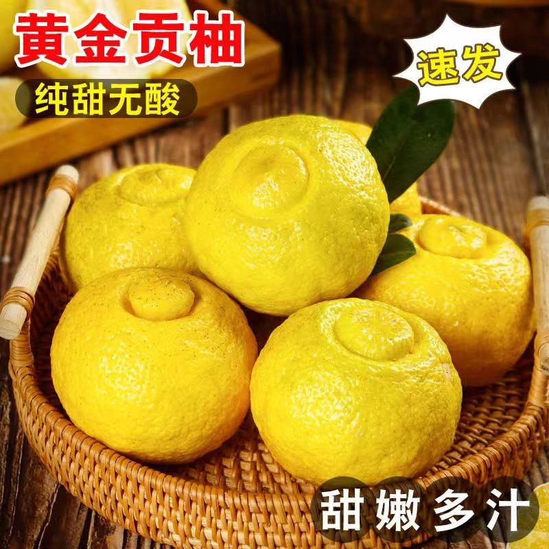【远方专属】正宗湖南怀化黄金贡柚桔柚当季新鲜水果象山青5斤清香