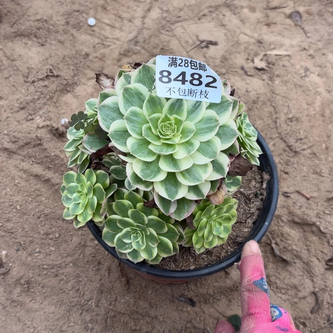 N. 8482海王多肉，bad