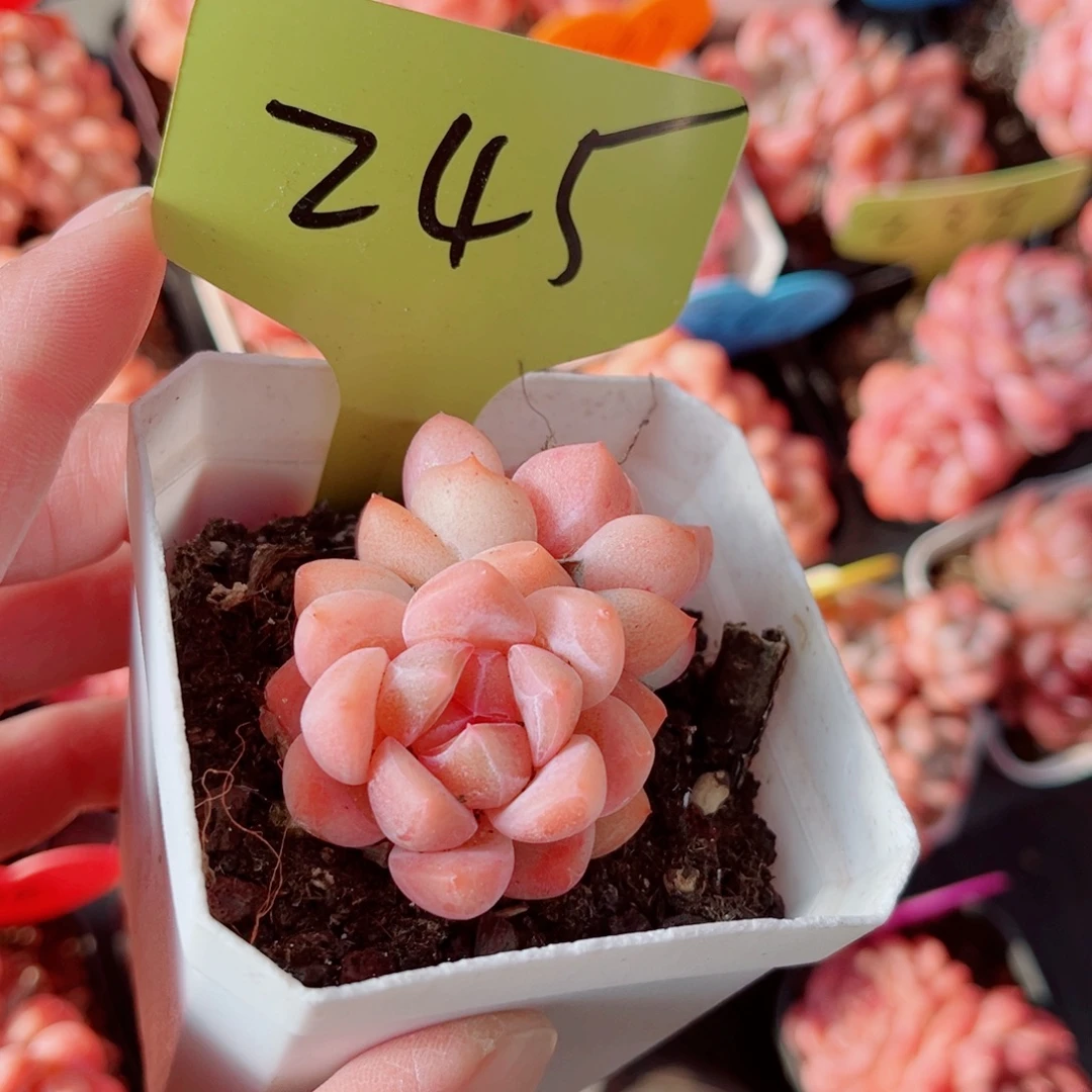 245号小老桩糖心双头