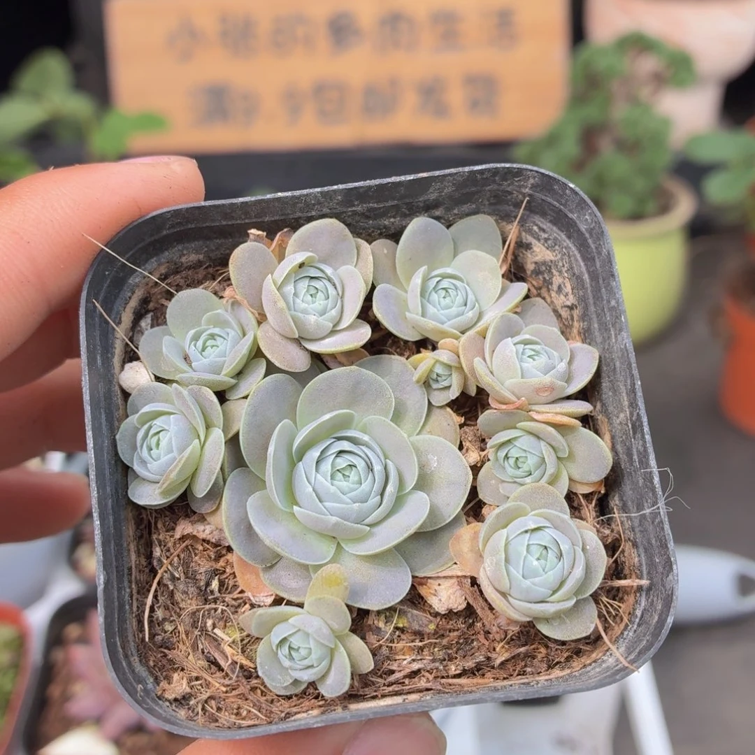 子持莲华多肉9.9包邮发货