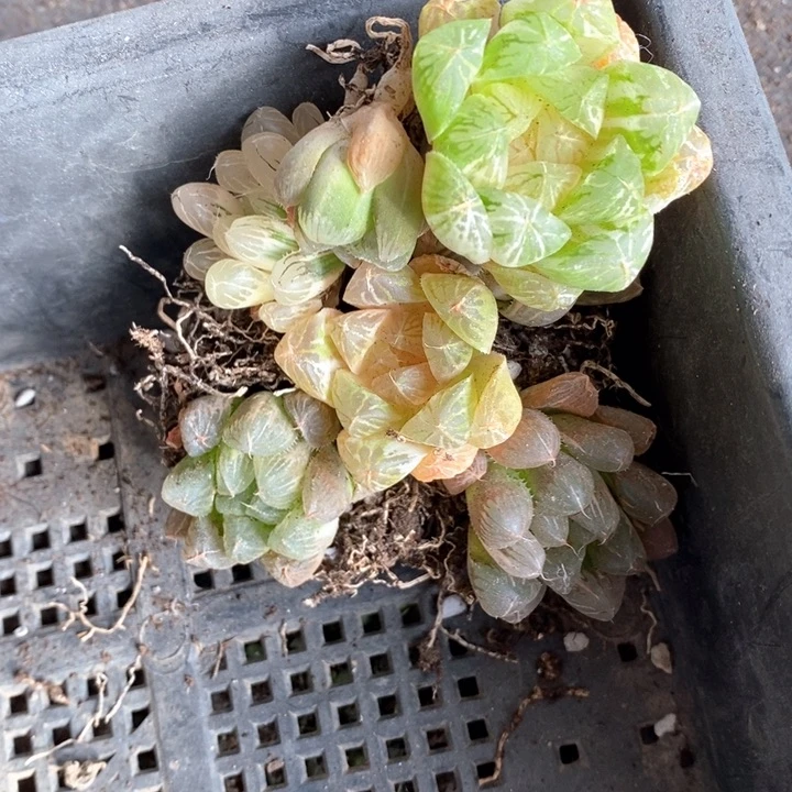 一***蘼3016。一组福利。