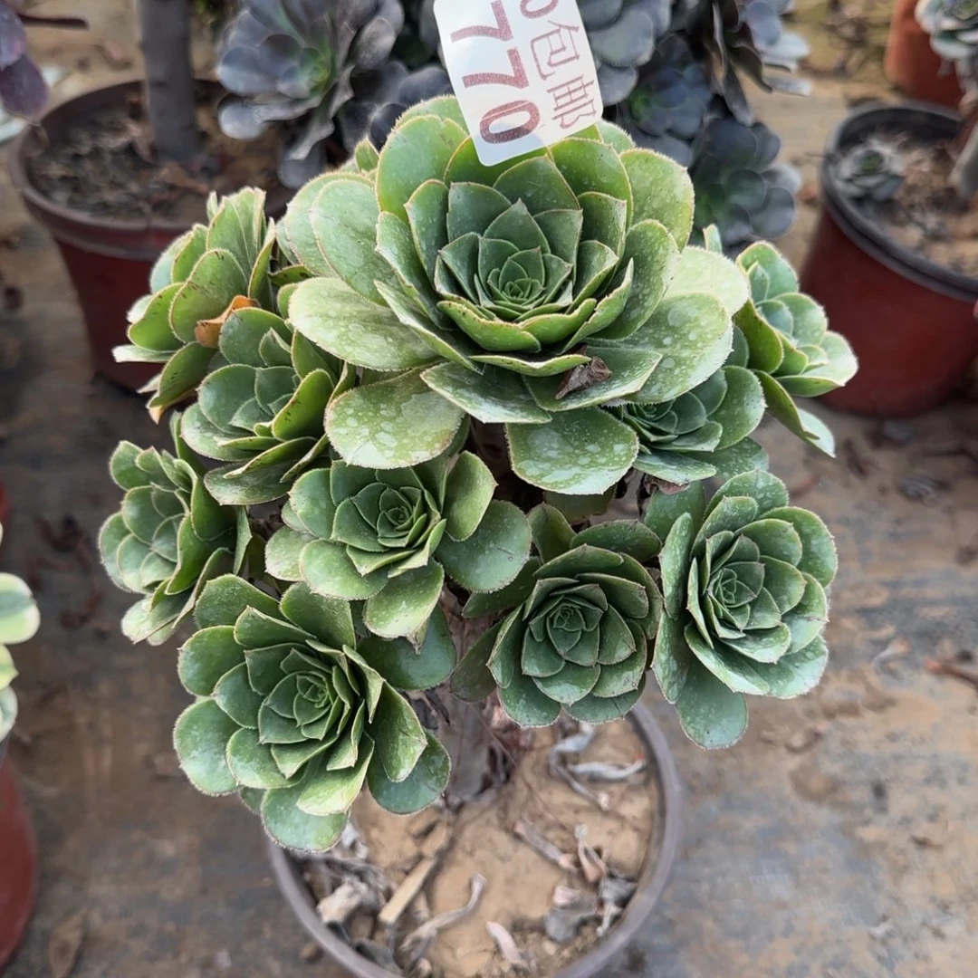 青苹果770满20包邮断枝不包