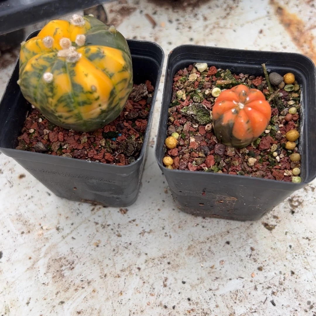 九***天两颗兜锦往事多肉园仙人球开花