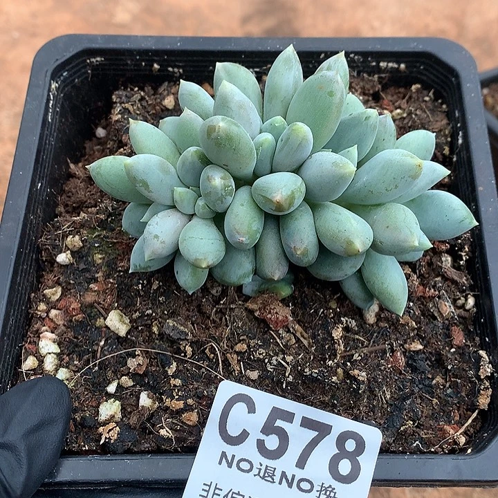 胖体哥特缀化带板子578 满百送可爱玫瑰缀化