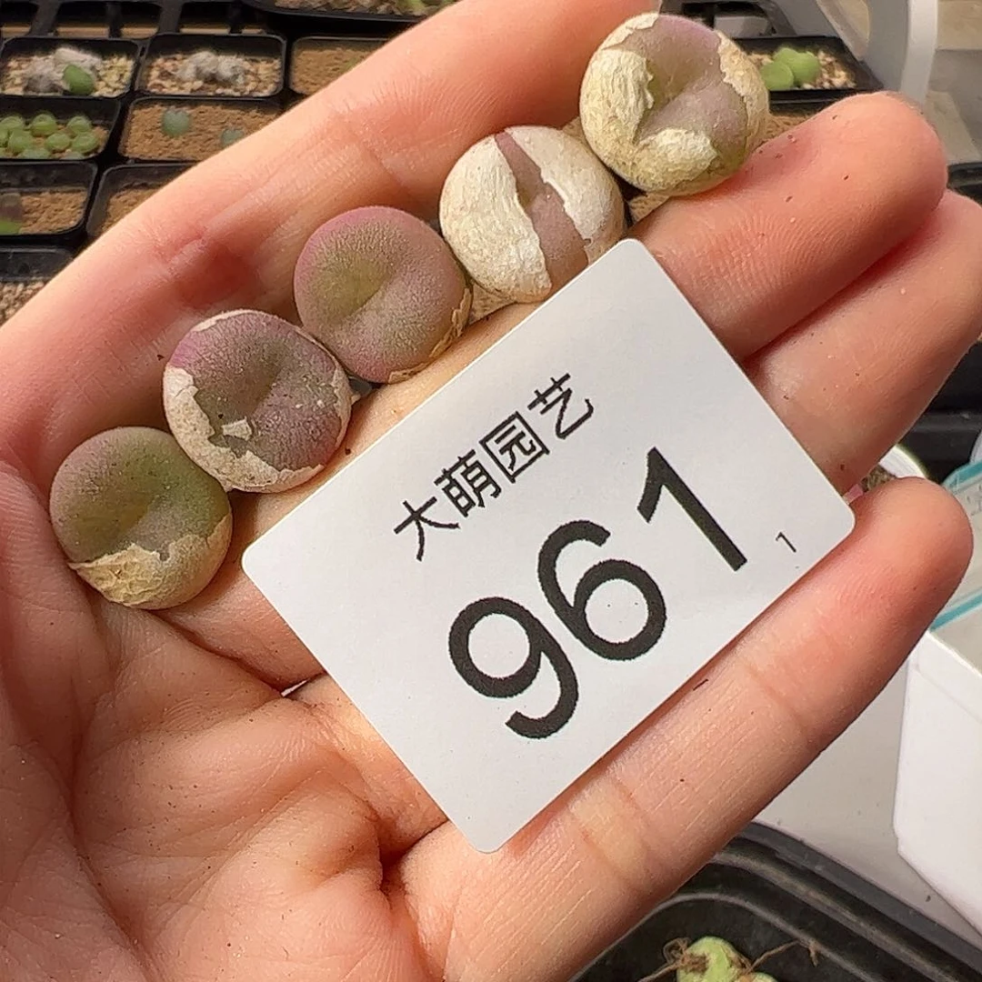 一物一拍           961