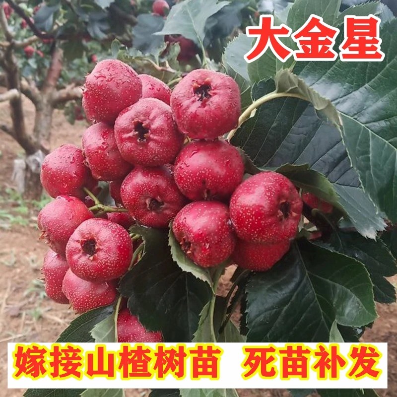 嫁接大金星山楂活苗南方北方庭院种植甜红子山楂树苗盆栽地栽果树