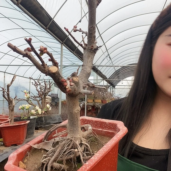 原生东洋海棠依旧盛开