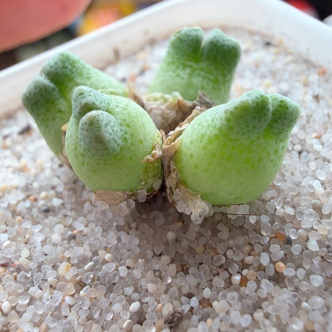 2.20.58/鹿角斑马/多肉植物