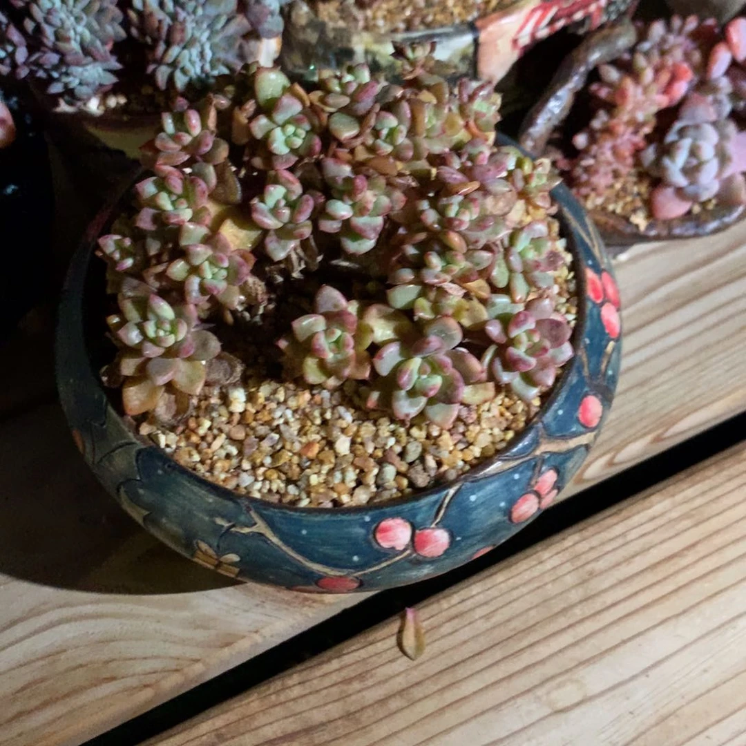 严*哈哈哈爱丽儿寄养多肉