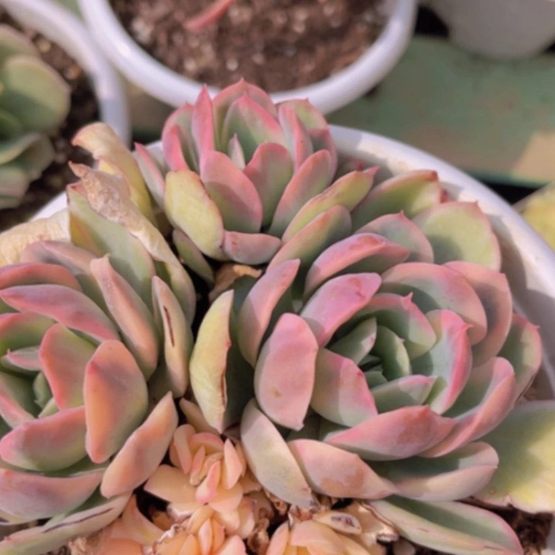 【闪购商品】绮罗锦14142