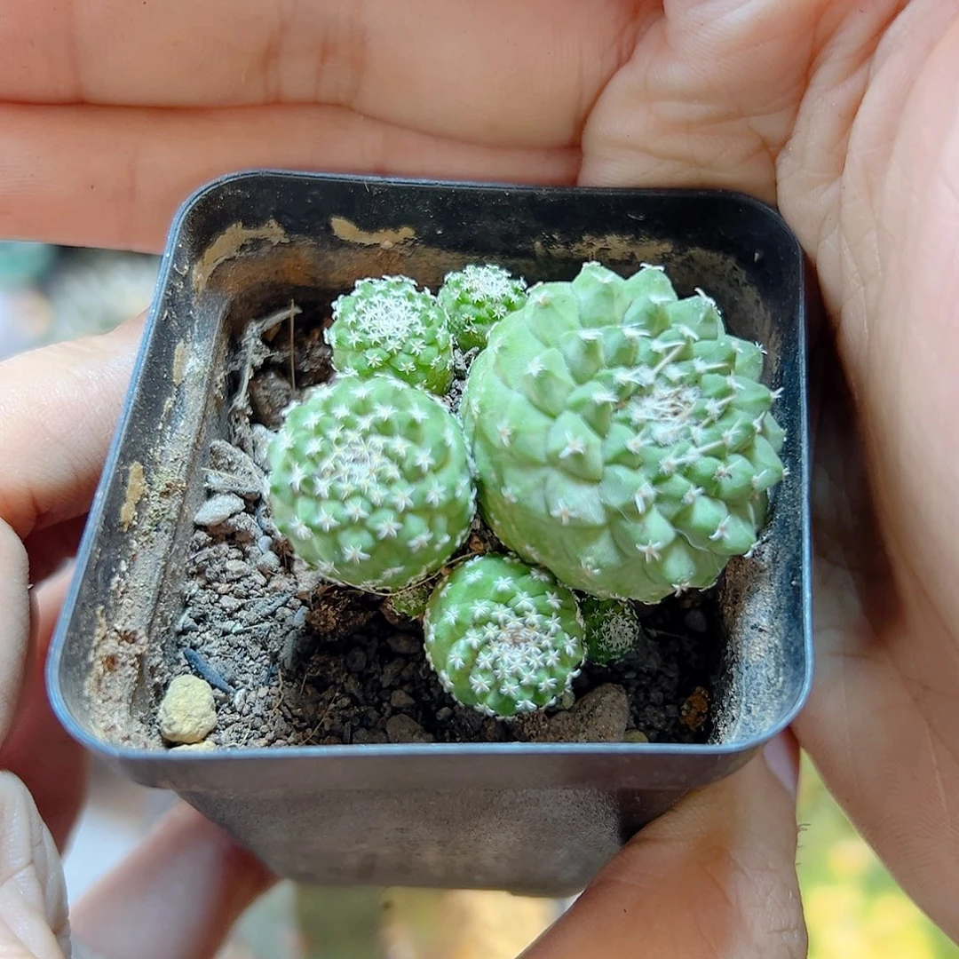晚11号实生5头菊水4.1公分