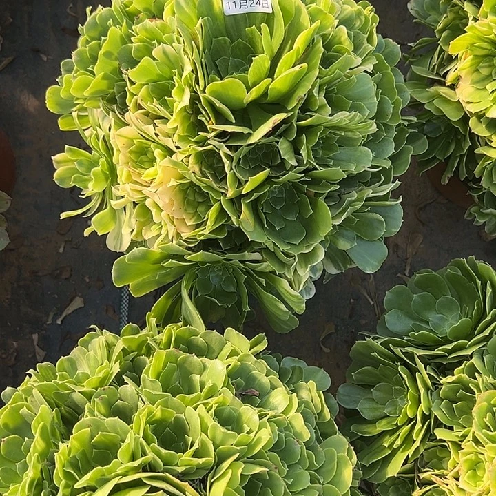 11.24-15五彩琉璃多肉植物1