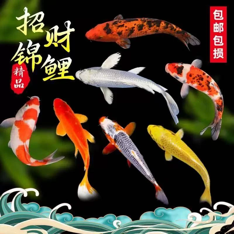 锦鲤观赏鱼活体冷水鱼纯种好养耐活金鱼红鲤鱼