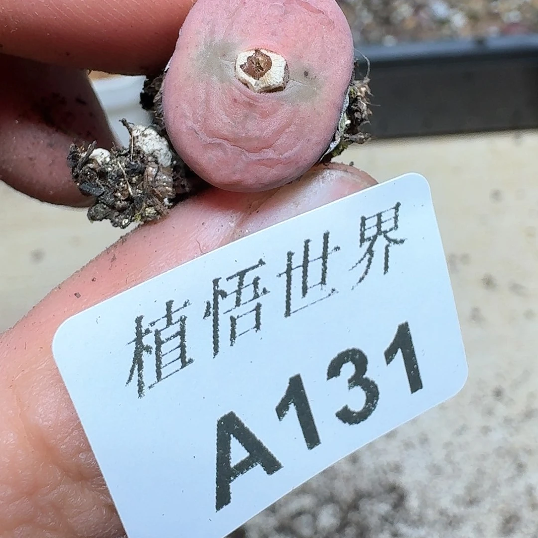 131盒多肉植物哇d g g