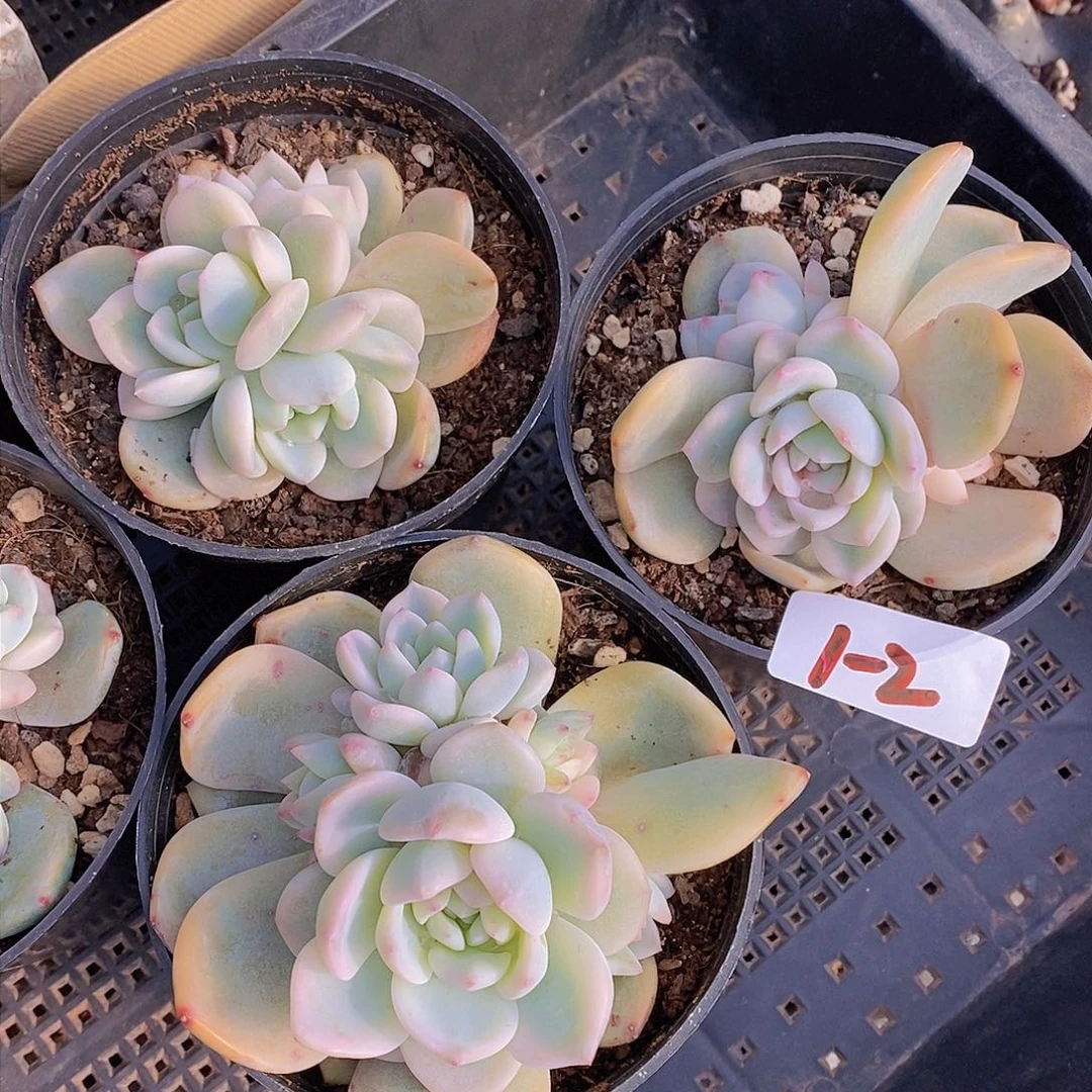 1-2-梦露锦福利一颗 量拍