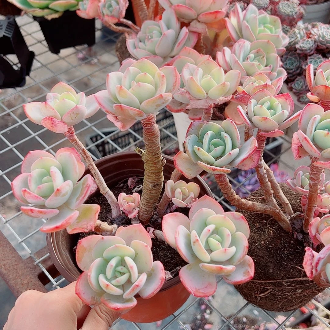 白月光六头起发老桩大长腿