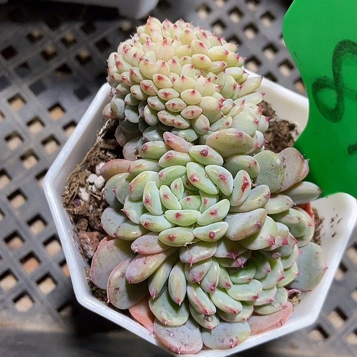 多肉植物缀化白胖子817