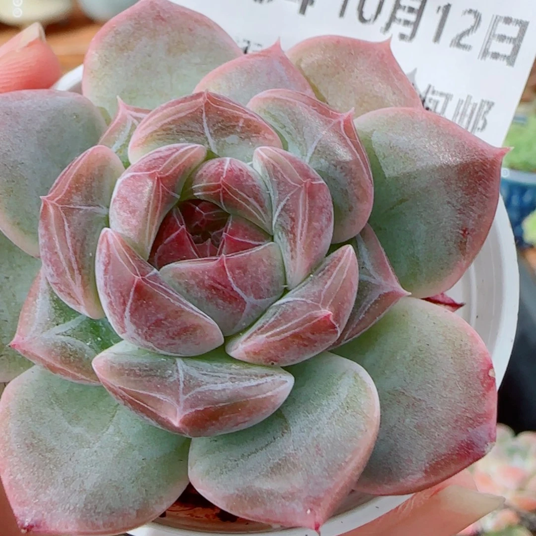 花语逸镜1012-384溏心珍妮