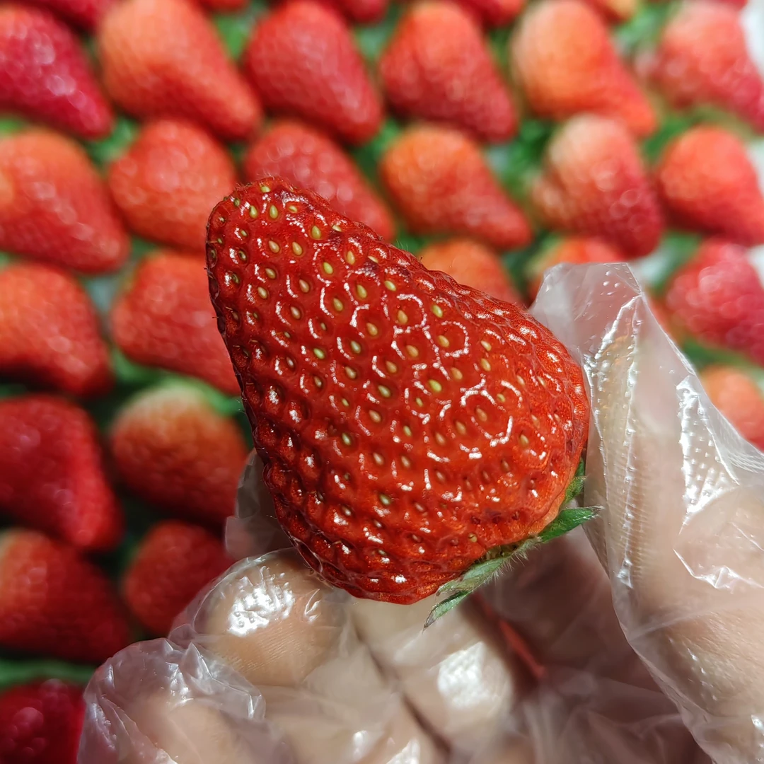 丹东99草莓，奶香浓郁，甜度赞 48一板（3斤）