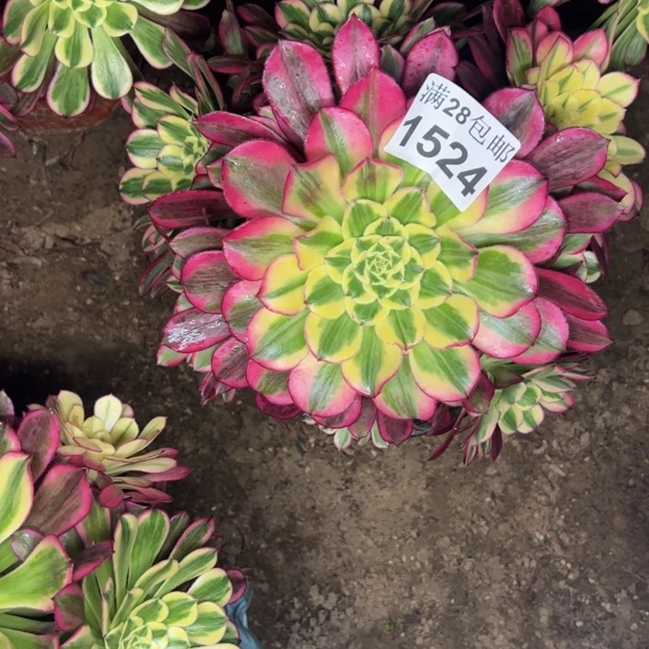 1524天和多肉植物