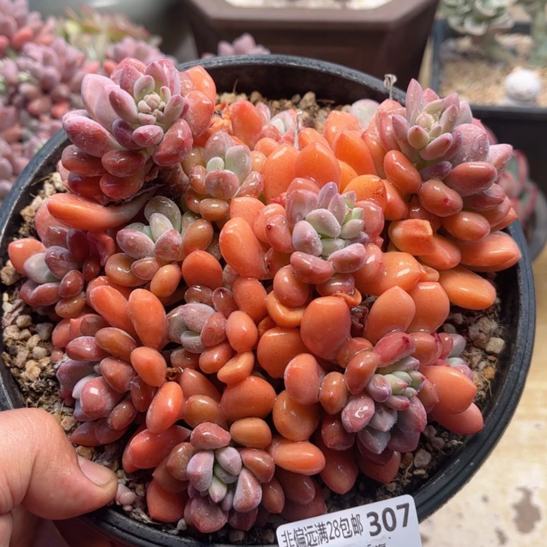 【闪购商品】307木糖醇