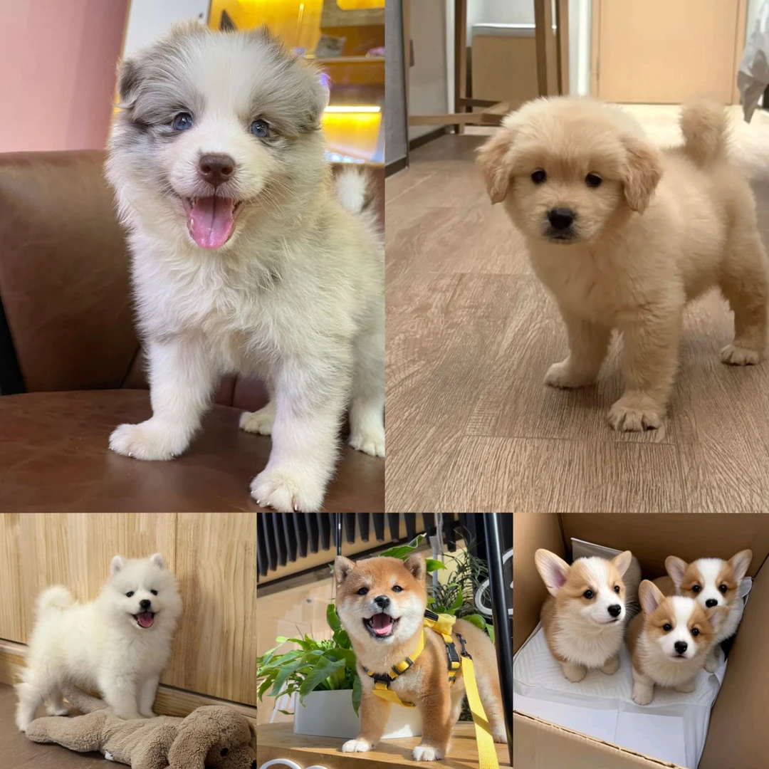 【邯郸三海犬舍】狗狗活体通用链接