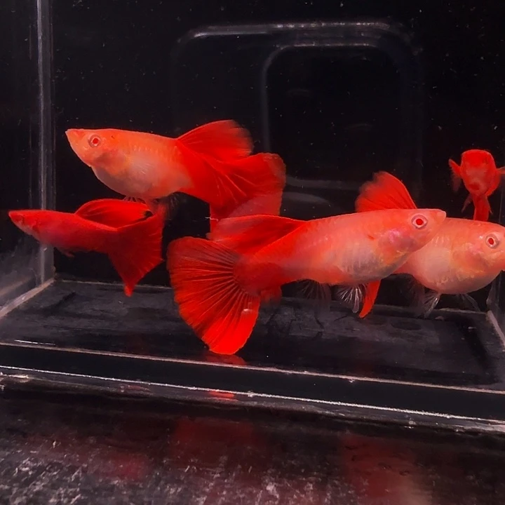 用***9孔雀鱼精品 血红两对