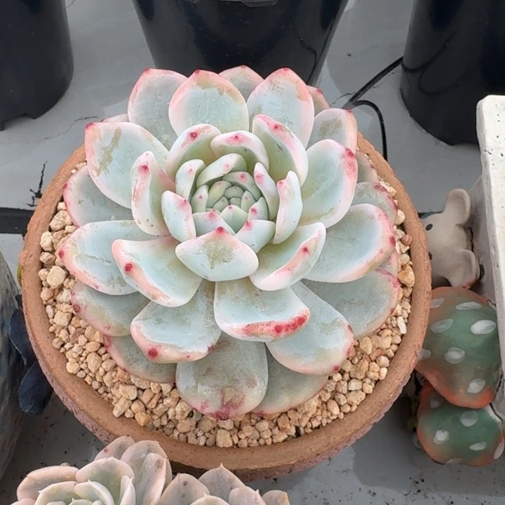 橙梦露 锦  一物一拍