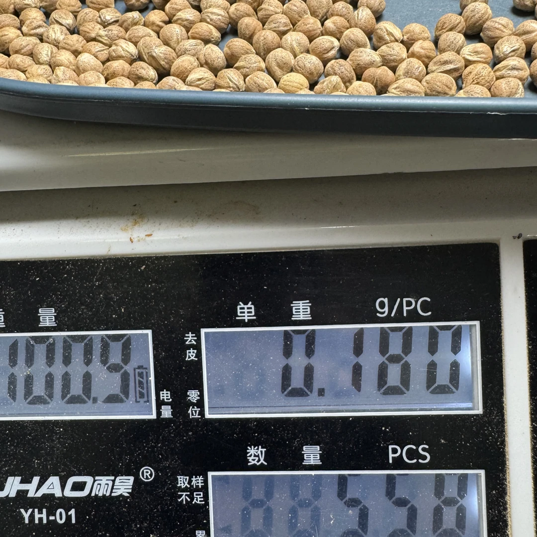 MY01三奔奔池标芽口柏香籽100克6.5+558颗左右