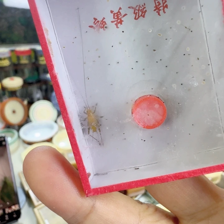 中须黄蛉3只啊啊啊啊啊