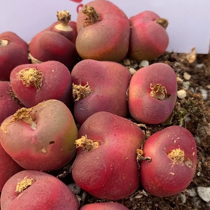 3040有伤一组一组