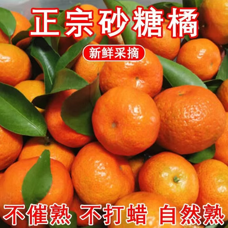 【顺丰包邮】广西金秋砂糖橘纯甜皮薄沙糖桔小桔子柑橘新鲜现摘现发