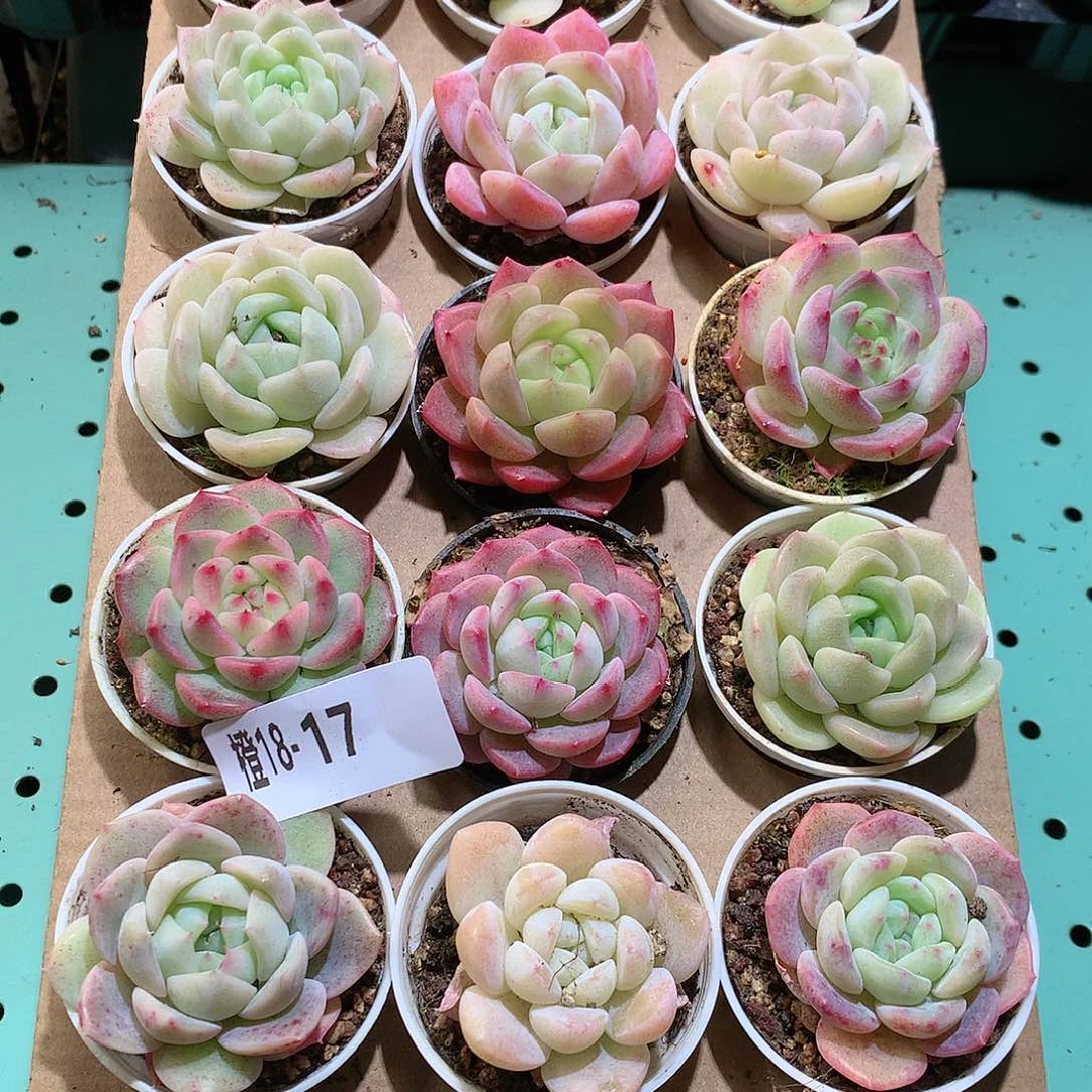 18-17一物一拍带盆18颗。