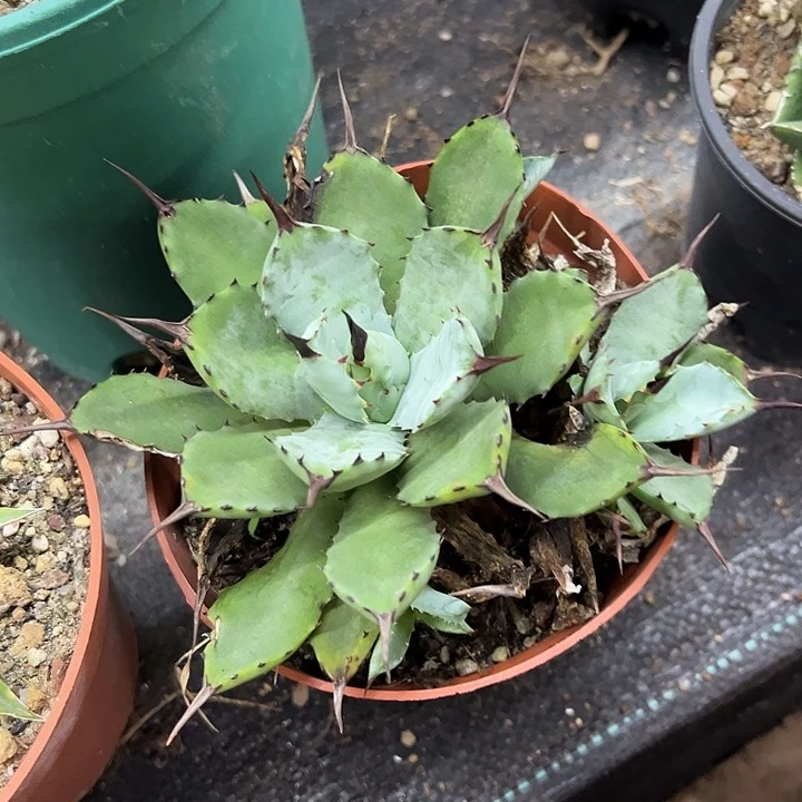 姬芭蕾龙舌兰丸叶芭蕾