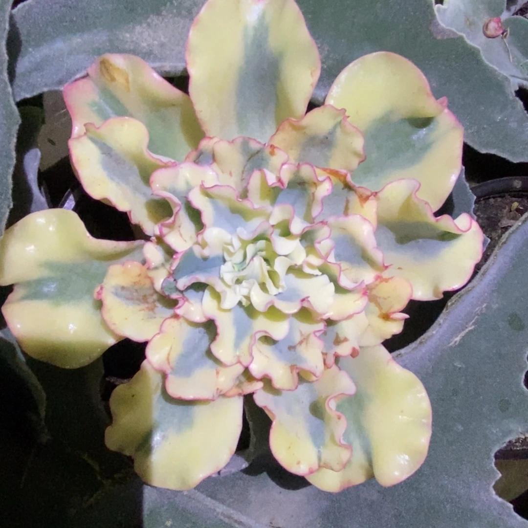 不开花植物水瓶座主头