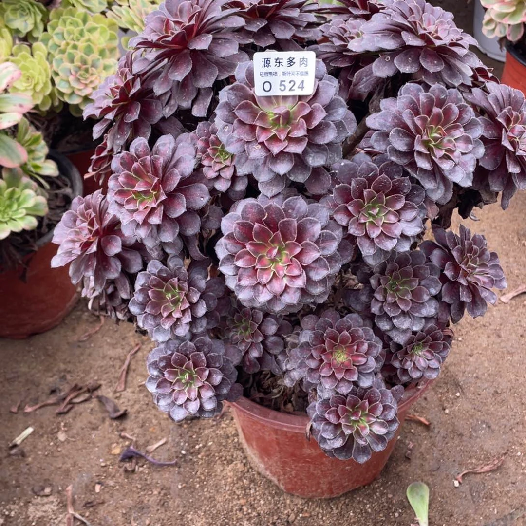 524黑瞳中班多肉法师断枝不包