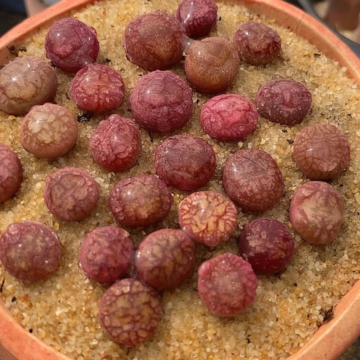 2531钻墨杂交一颗