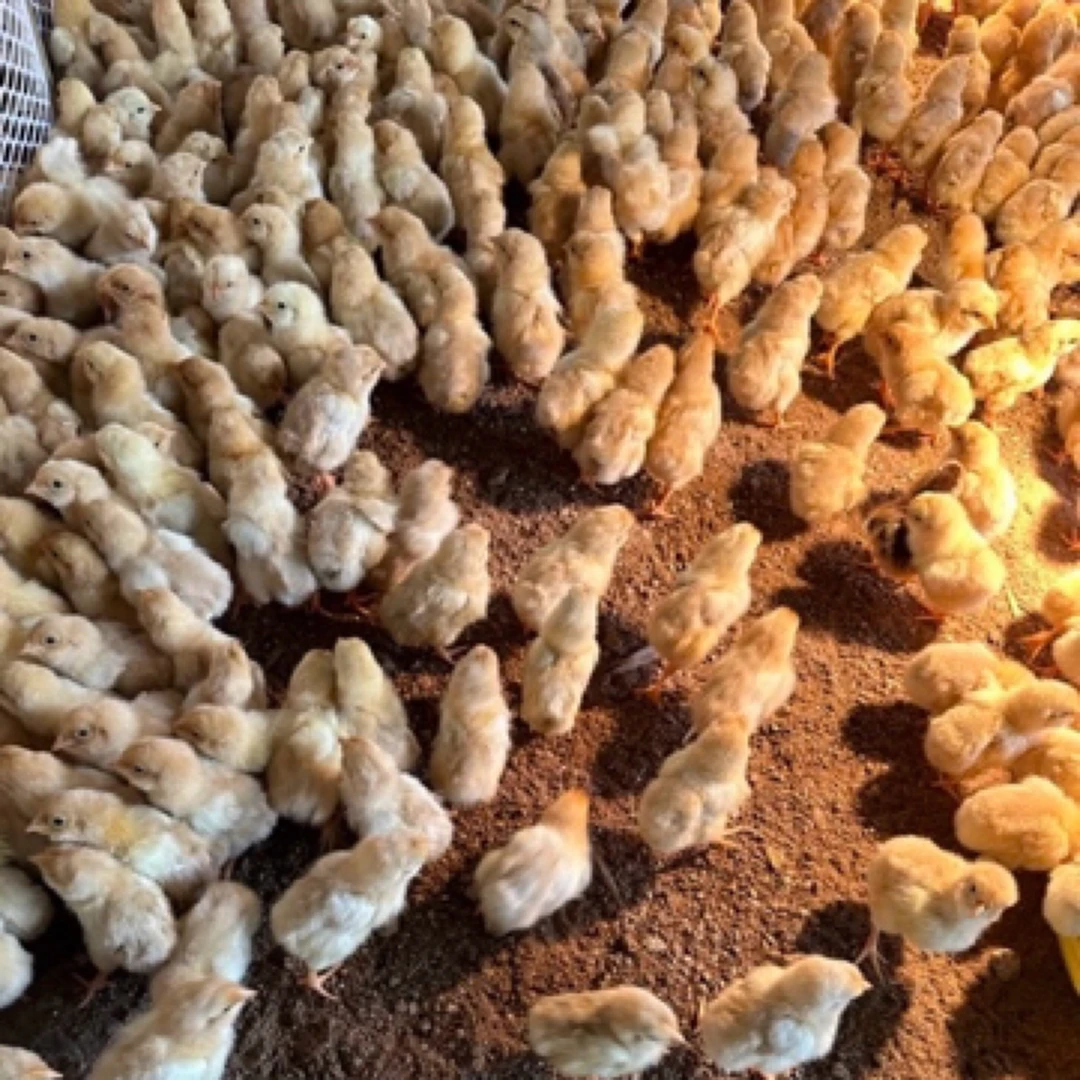 宠物鸡 九斤红 公母自选