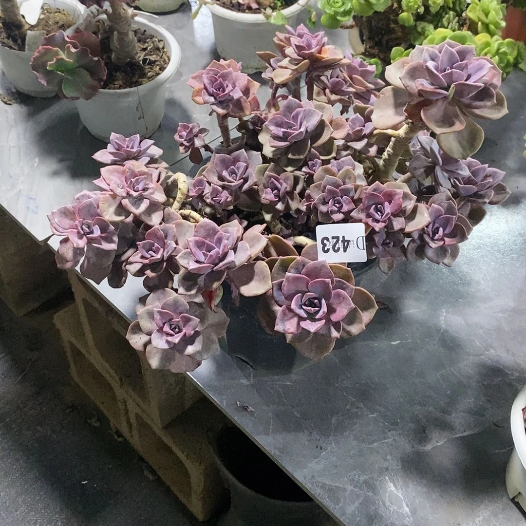 非**扰423彩虹糖多肉植物