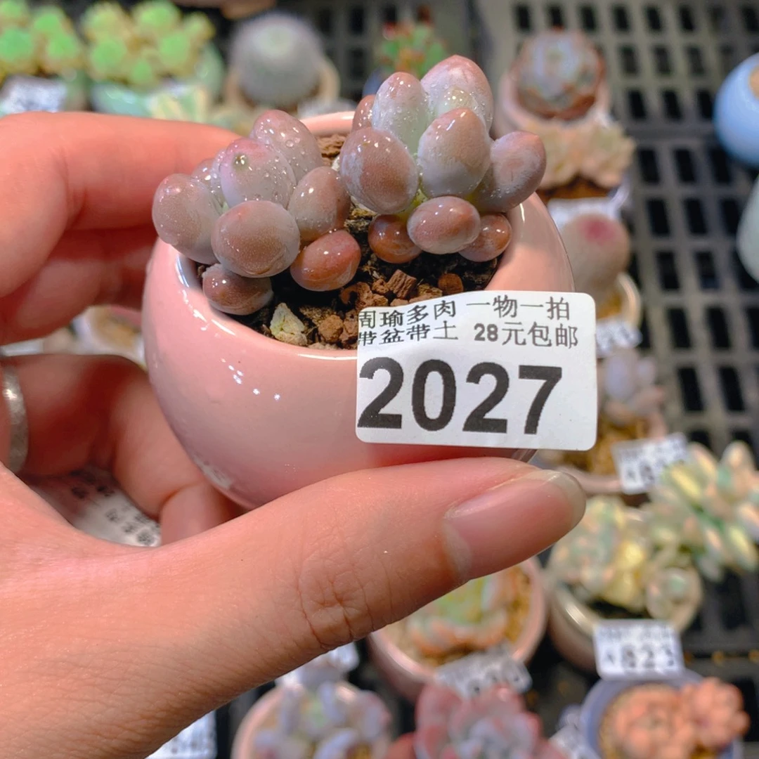5厘米盆精控多肉2027
