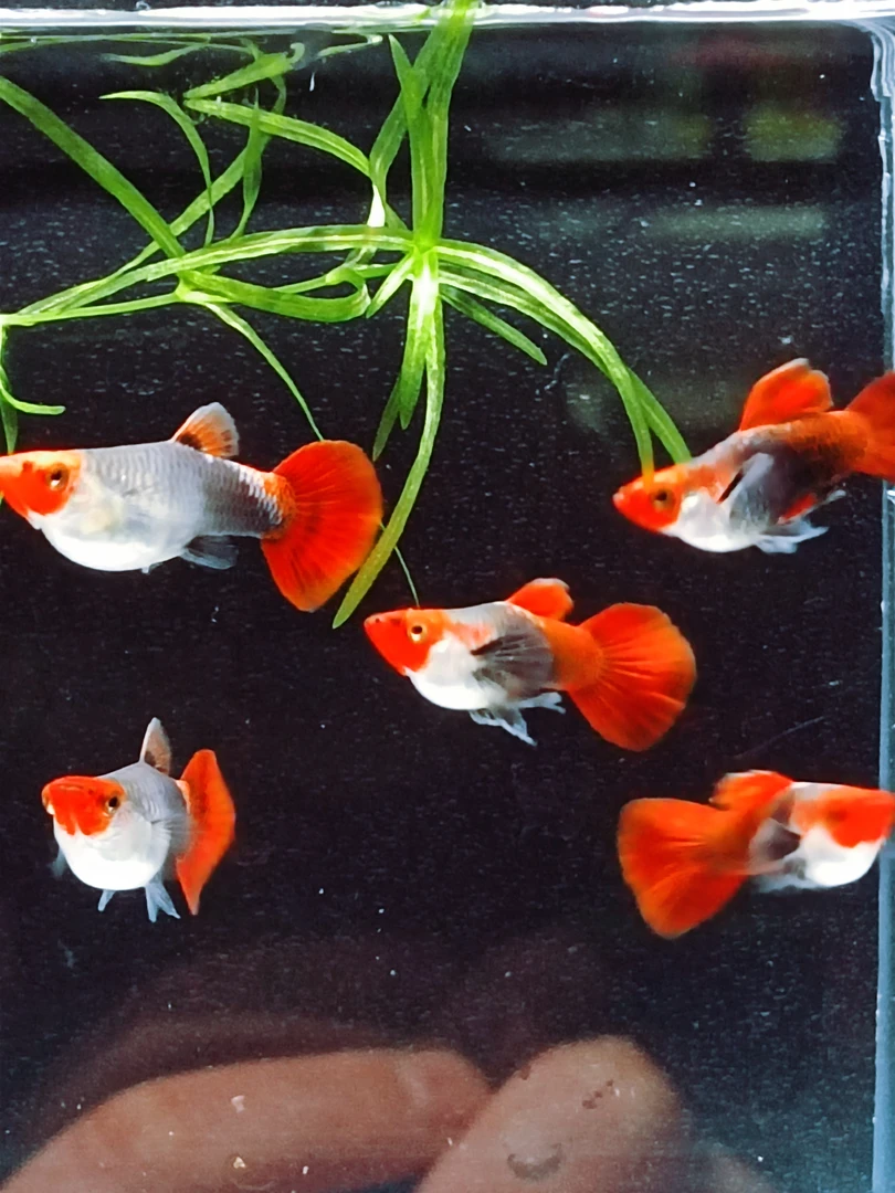 深海蓝贵族，球体3对压成