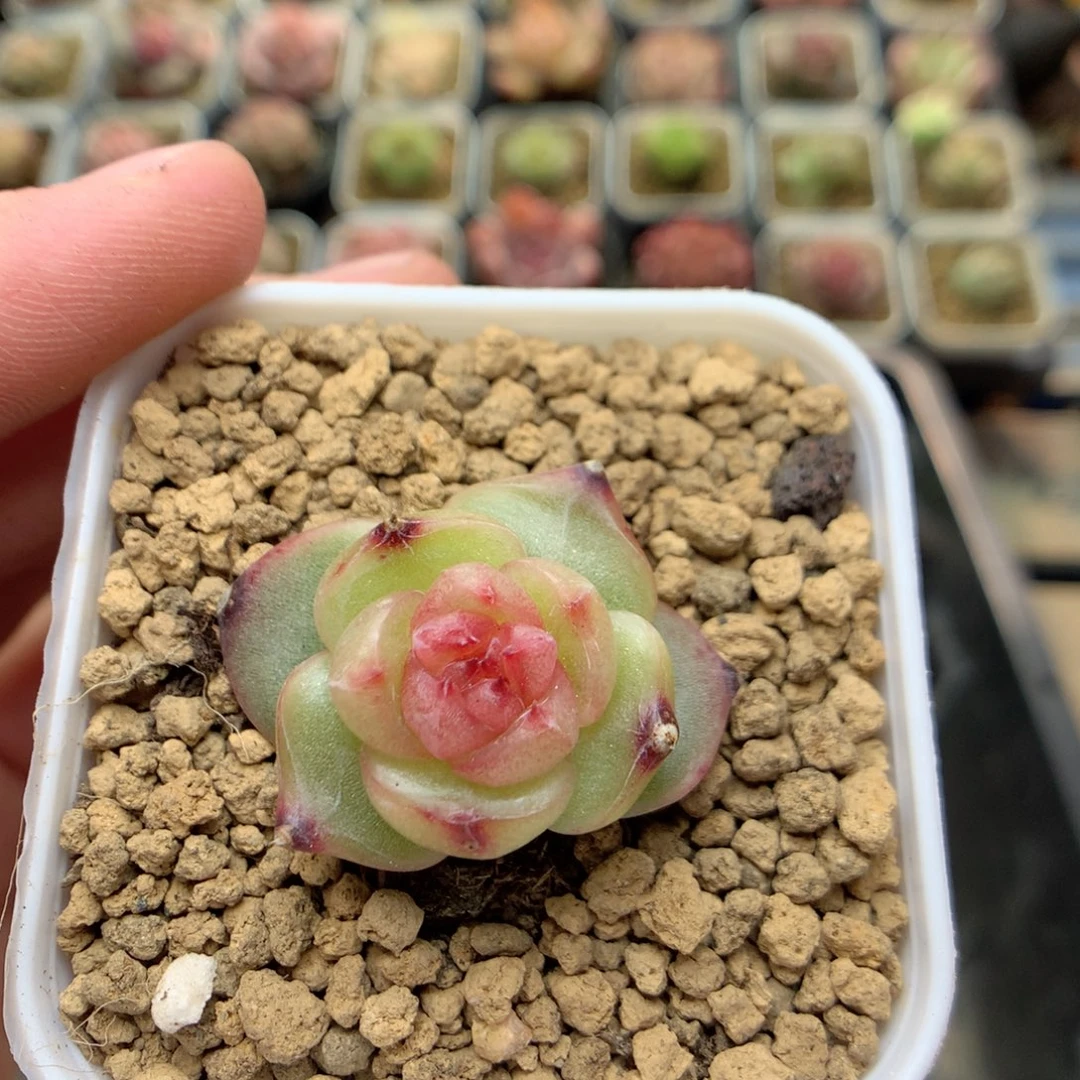 D43 ，柿子多肉20包邮，偏远地区不发货