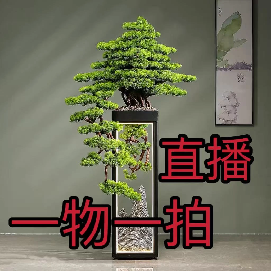 [嘉慕源盆景】精品罗汉松盆景 一物一拍 别墅庭院四季常青盆栽地栽