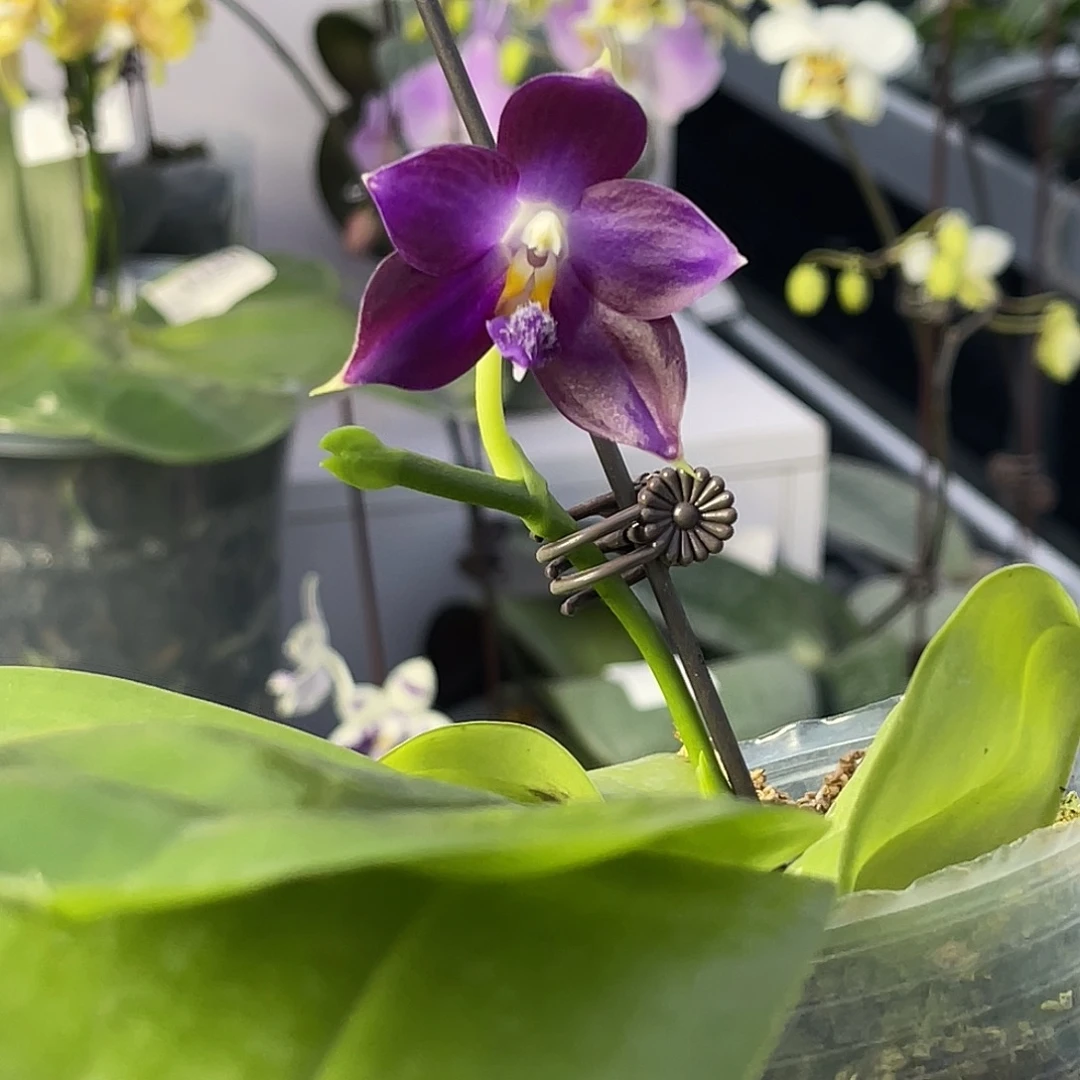 大量花朵（建议范围：8朵-15朵 或40%以上）编号1084。2374