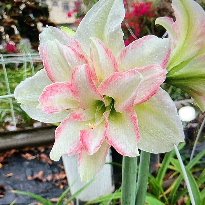 霓裳自然球直径5cm左右一颗