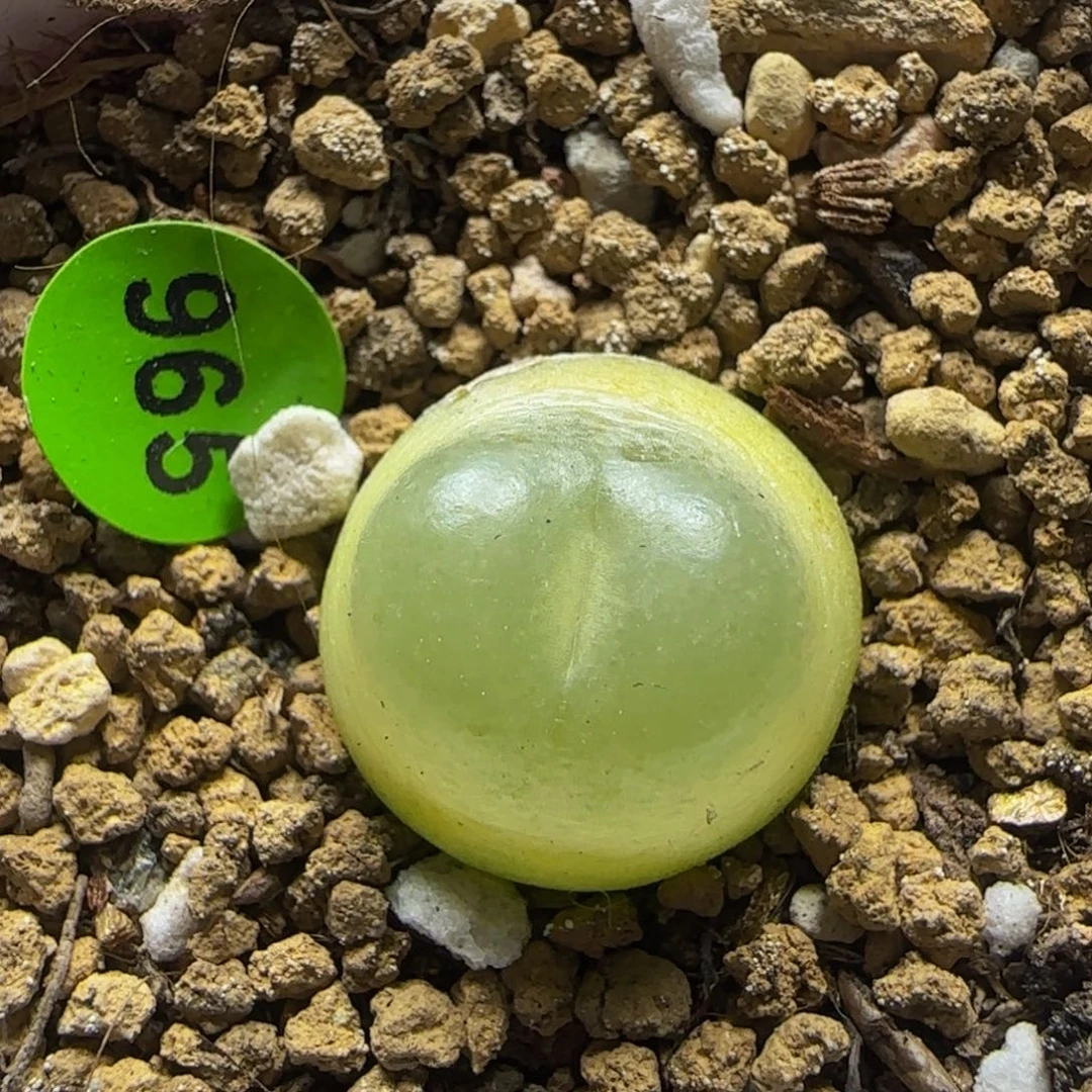 圆拉登1.6+多肉植物965