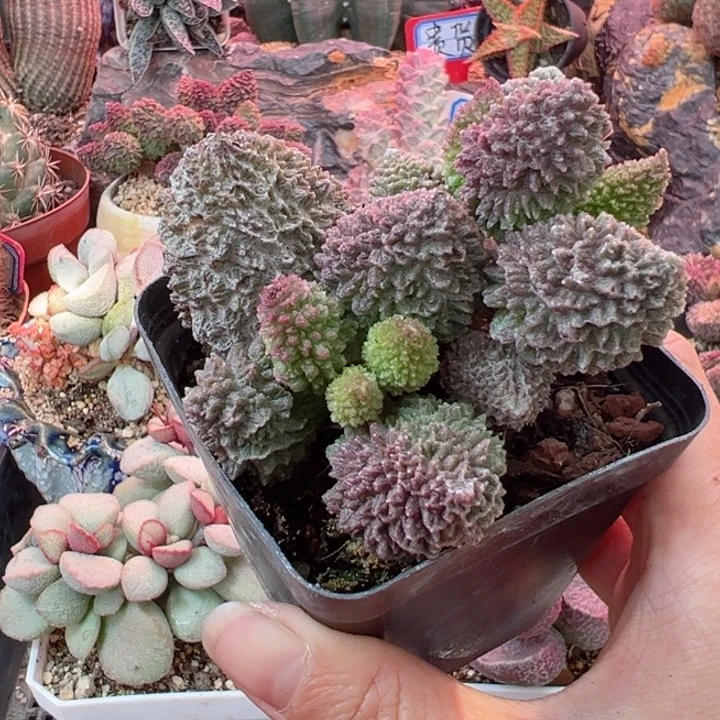 灰*可以说是一种生活方式的方式