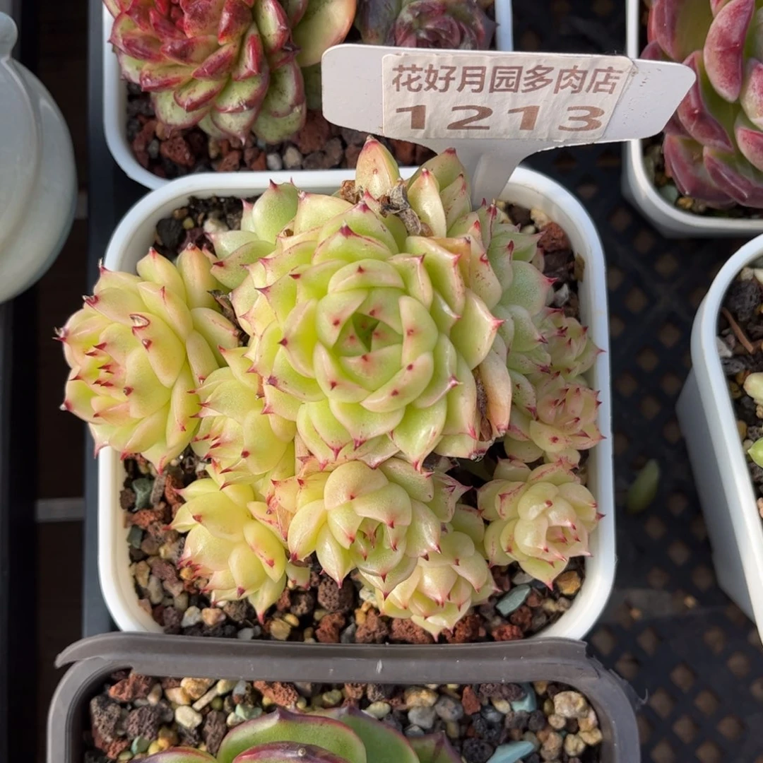 多肉植物1213 满30包邮