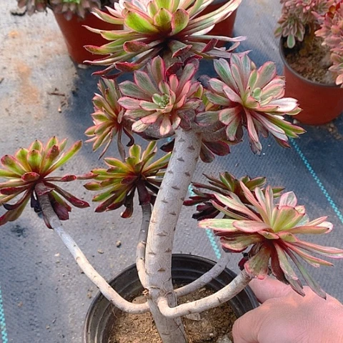 573紫霞仙子多肉植物